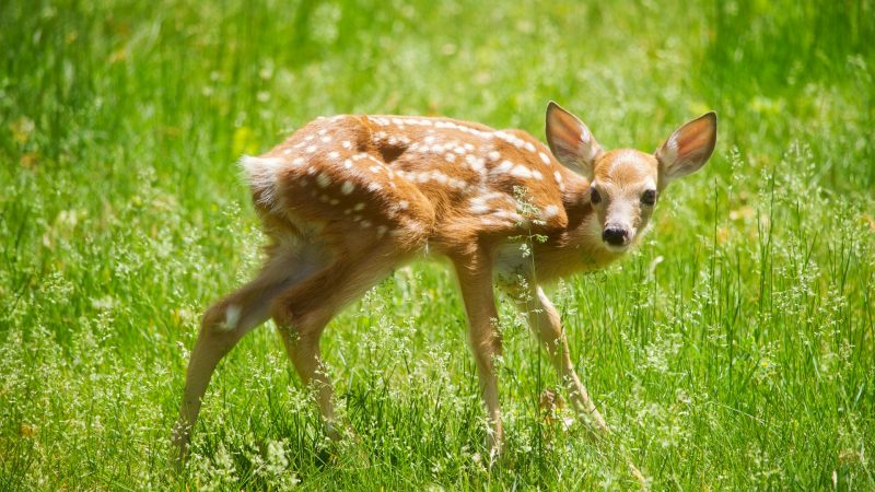 « Sauver Bambi » : Une campagne en Belgique pour sauver les faons