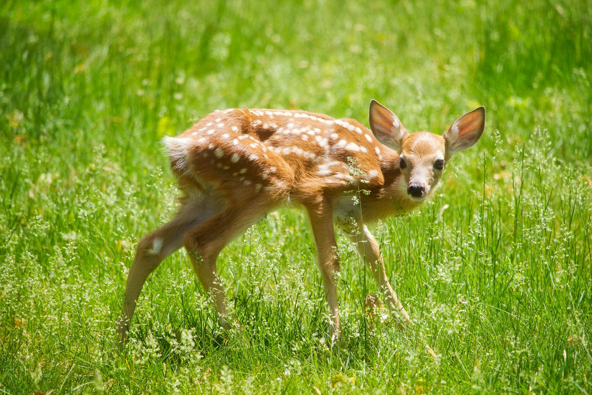 « Sauver Bambi » : Une campagne en Belgique pour sauver les faons